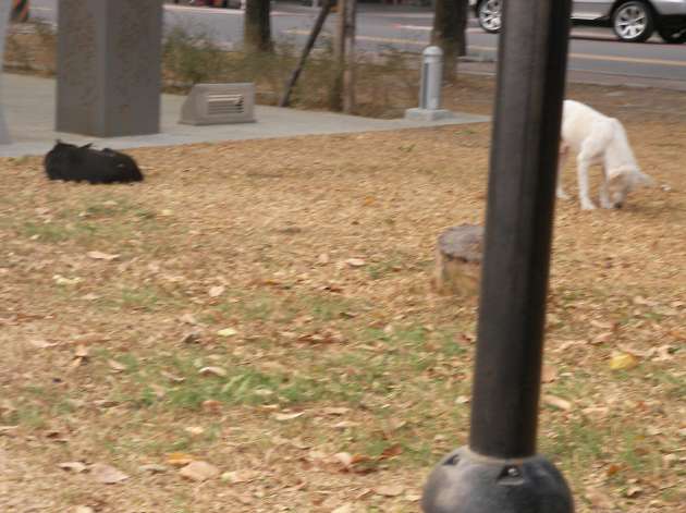 蓮池潭の敷地内をうろつく野良犬